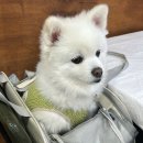 아바이순대국 | 강원도 속초 아바이마을 애견동반 맛집 아바이 순대국 &#39;아바이마을고원&#39; 방문 후기 내돈 내산