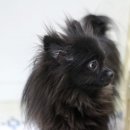 꼬마애견샵 이미지