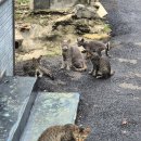 항월마을 이미지