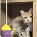 보라종합동물병원 이미지