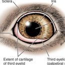 도담동물의료센터동물병원 이미지
