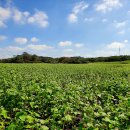 와흘메밀마을 이미지