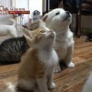 동물농장 이미지