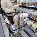 GS25(울산호계점) | 울산북구 최대급 애견용품 폭풍검색 끝! 페밀리아 호계점 후기