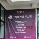 뚱냥한 하루 이미지