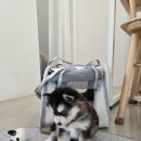 남지애견샵 이미지