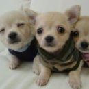 예쁜강아지 이미지