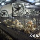 오리농장 이미지