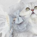 총각네 강아지 이미지