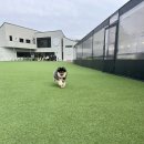 레인바우