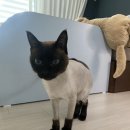 부천 고양이 미용실[고양이 이발관] 2인1조로 빠르게. 목욕까지!