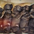 브이아이피독 이미지