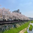 광탄경매시장 | 파주 벚꽃명소 광탄 분수천 주차 정보 광탄경매시장 공영주차장 정보