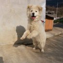 스마일멍멍 이미지