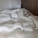 먹고노는 석구네 | 2천만원으로 34평 셀프인테리어 후기 #5