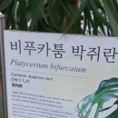 비푸카툼 박쥐란 이미지