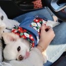 쏘큐트 펫살롱 이미지