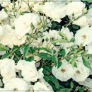 마음건강, 스트레스 해소와 감정조절 이미지