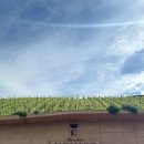 2020-190 | 피렌체 여행 마르케시 안티노리 와이너리 Cru 투어 후기 Marchesi Antinori Rinuccio 1180