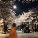 삼보기사식당 | 4월 초… 벚꽃, 목련, 쑥