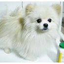 노지연 카카오 검색결과