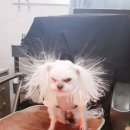 컬러얀