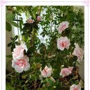 아젤리아 이미지