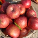 동향유통 | 국내산 사과 가격동향 총정리 + 싸게구입하는방법(현실 꿀팁)｜사과값 왜 이렇게 올랐을까?