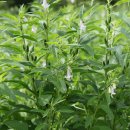 열려라 참깨 이미지