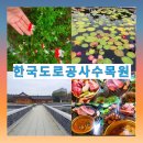 취란 | 전주 가볼 만한 곳 한국도로공사 전주 수목원. 덕진 연못. 건지산 오송제 1박2일 먹방투어