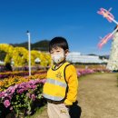 사랑1반 “양산국화축제” 다녀왔어요🌼🌼 이미지