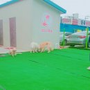 도그라운드 이미지