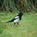 까치자동차 이미지