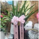 로드로즈
