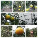 대견농장 이미지