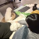 도연네분식 | 호랑이 굴에 들어가도 점심만 잘 차려 먹으면 산다