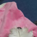 낼름 낼름 이미지