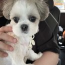 펫택시 이미지