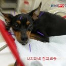 두암동물병원 이미지