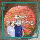 대웅상사 | 함평 용천사 꽃무릇 축제, 가을에 꼭 가볼만한 힐링 여행지