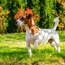 강아지집 이미지