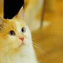 고양이다락방 이미지