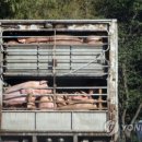 비육단지 이미지