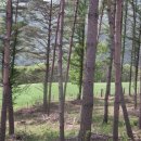 소은목장 Daum카페