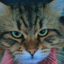 범과같이 이미지