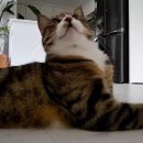 그루밍 시옷 이미지