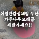 지정32 | 이영란의 감성체험 부산 가루나무모래흙 32개월후기