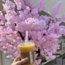 [쥬비스다이어트] 봄봄봄봄 봄이왔어요. 살빼야 하는 계절