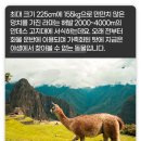 라마 이미지