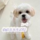 해피오브트리밍